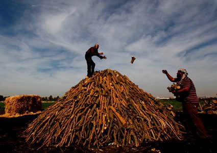 مهنة "تصنيع الفحم" في يعبد.. مهددة بالاندثار!
