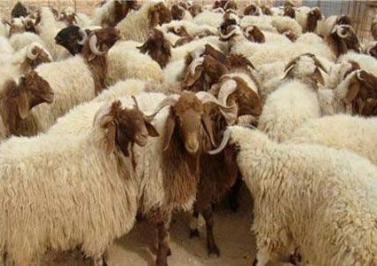 وزارة الإقتصاد تعلن سعر كيلو الأضاحي في الأسواق