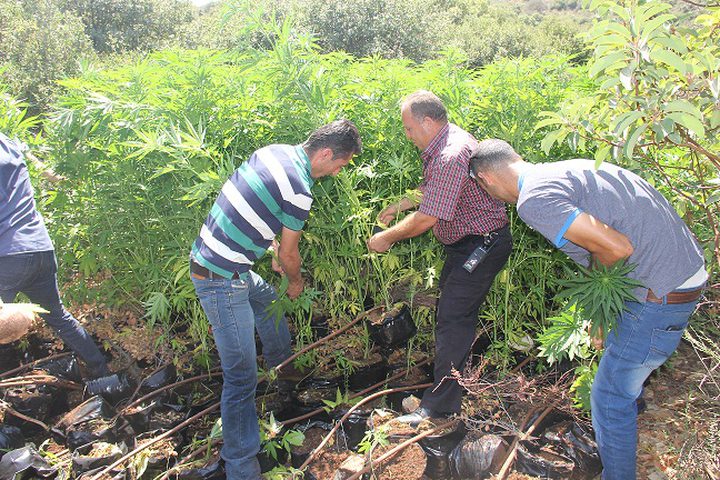 ضبط 970 شتلة "مرجوانا" مخدرة شمال رام الله