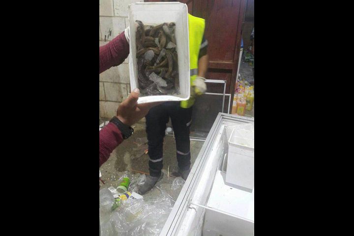 بالصور: إغلاق محل الكوكتيل الذي ضبط داخله فواكه عفنة وفئران