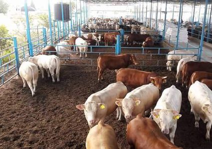 رغم انخفاض الأسعار... تجّار غزة يخشون كساد الأضاحي