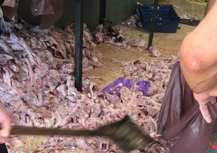 بالصور: إغلاق مسلخ غير مطابق لشروط الصحة والسلامة العامة