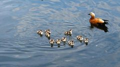 بط "أبو فروة" ينافس الطائرات برقم قياسي