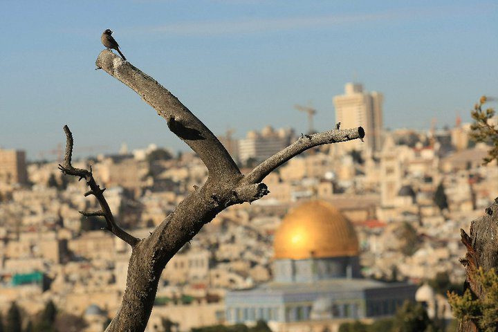 أوقاف القدس: نرفض قرار محكمة الاحتلال