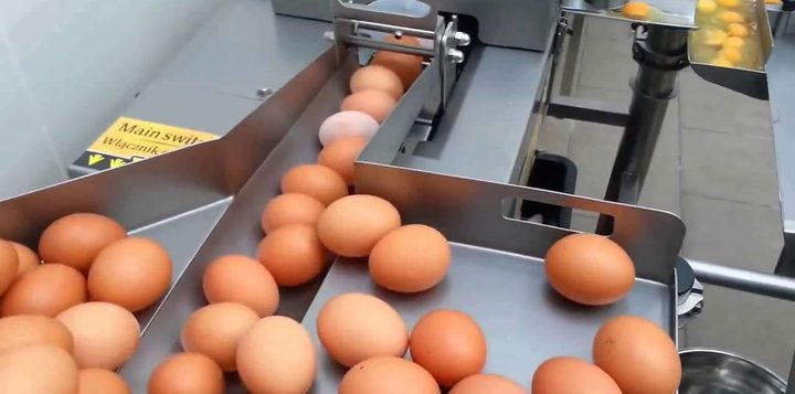 هل فلسطين معنية بالأزمة؟ .. تحرك دولي لتطويق فضيحة البيض الملوث