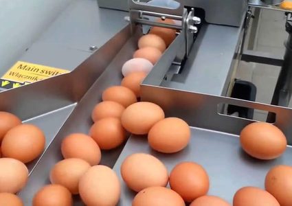 هل فلسطين معنية بالأزمة؟ .. تحرك دولي لتطويق فضيحة البيض الملوث