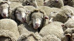 "الضابطة" تتحرز على 94 رأس غنم مصابة بالحمى المالطية