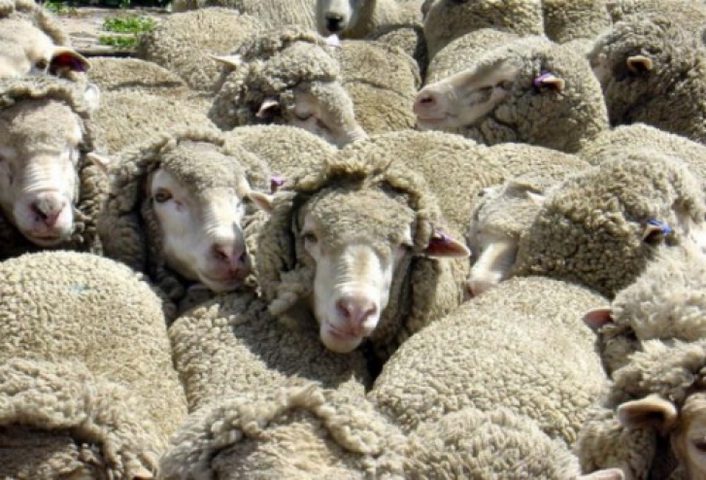 "الضابطة" تتحرز على 94 رأس غنم مصابة بالحمى المالطية