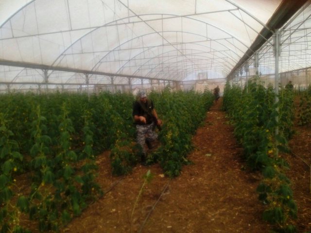 الحكم على مزارع بالسجن عامين وإتلاف مزروعاته بعد ريها بالمياه العادمة