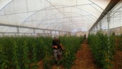 الحكم على مزارع بالسجن عامين وإتلاف مزروعاته بعد ريها بالمياه العادمة