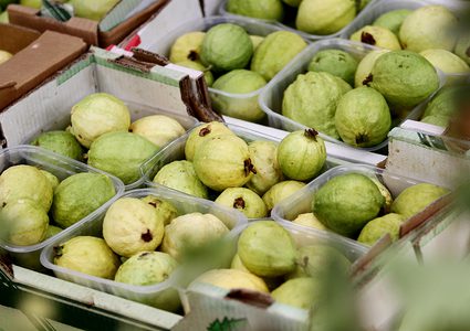 ملف الجوافة: أين وكيف يُصرِّف المُزارع إنتاجه؟