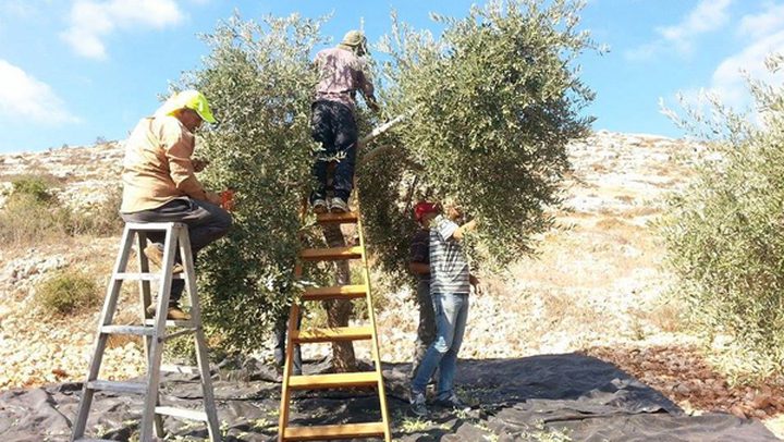 أيلول لم يكن أسود فقط... ماذا تعرف عنه؟