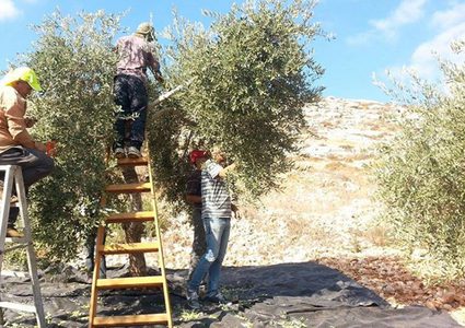 أيلول لم يكن أسود فقط... ماذا تعرف عنه؟