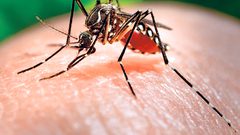 هذه حقيقة تواجد "النمر الأسود" في فلسطين