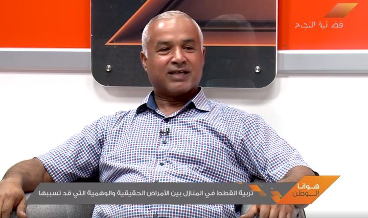 تربية القطط في المنزل