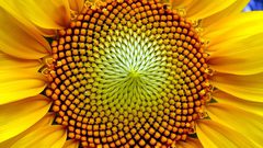 النسبة الذهبية... السـر الدائم لعلم الجمال ومقياس الإبداع