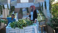 فاكهة الخريف..مذاقها ممزوج بعبق تراب قلقيلية