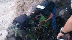 الشرطة تضبط 205 شتلة ماريجوانا