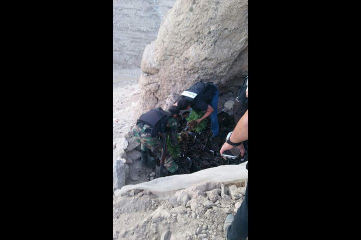 الشرطة تضبط 205 شتلة ماريجوانا