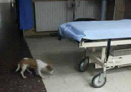 تم اعتقالهم .. هكذا أدخل ثلاثة شبان "جروا" "لطوارىء رفيديا" (فيديو)