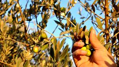فياض يروي "للنجاح" توقعات موسم الزيتون الحالي