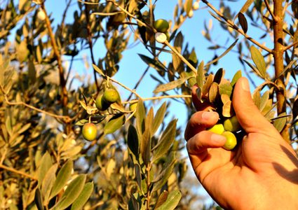 فياض يروي "للنجاح" توقعات موسم الزيتون الحالي