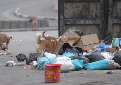 الكلاب في نابلس "تسرح وتمرح"!