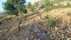 مستوطنون يضخون مياه عادمة في أراضي المواطنين