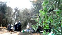 الحكم المحلي في جنين تعلن موعد قطف الزيتون
