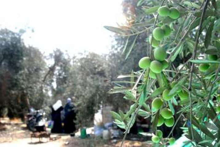 الحكم المحلي في جنين تعلن موعد قطف الزيتون
