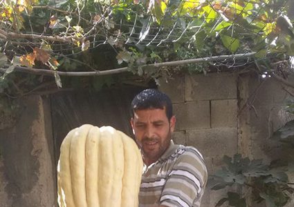 ثمرة قرع يزيد وزنها عن "25" كيلو غرامًا!