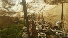 بالصور: ضبط ألف شتلة ماريغوانا في أريحا