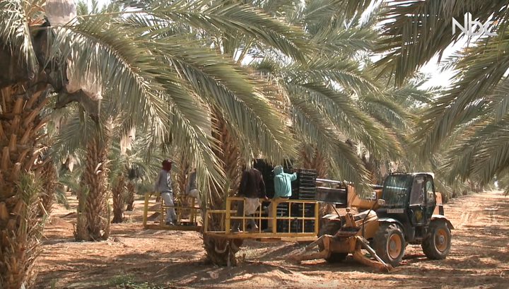 موسم قطف التمور في مدينة أريحا
