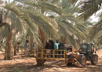 موسم قطف التمور في مدينة أريحا