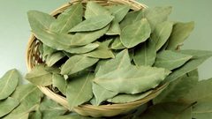 فوائد ورق الغار