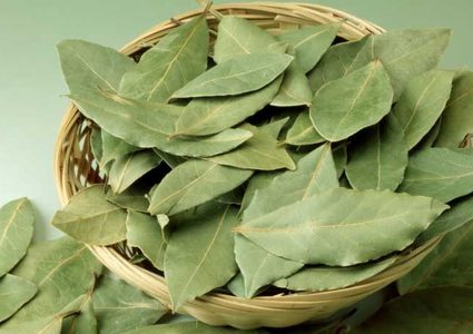 فوائد ورق الغار