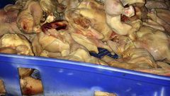 تفاصيل: ضبط لحوم منتهية الصلاحية (صور)