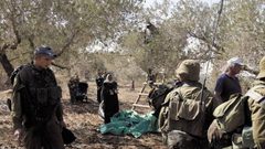 الاحتلال يعرقل قطف الزيتون في سلفيت