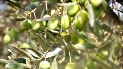 قطف الزيتون .. إرشادات على الطريق (صور)