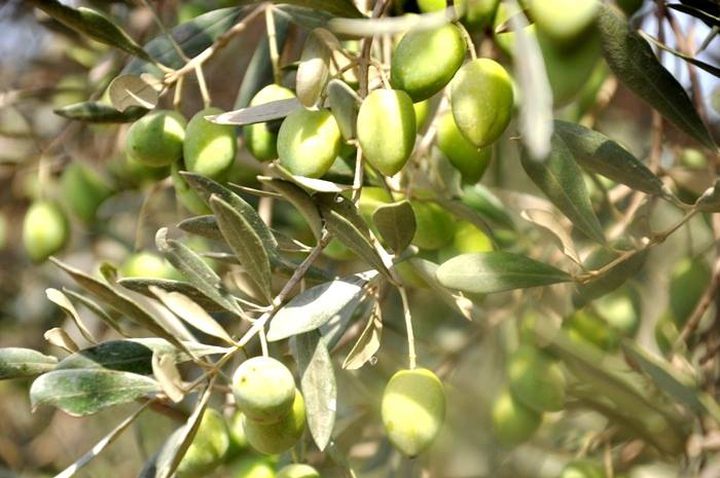 قطف الزيتون .. إرشادات على الطريق (صور)