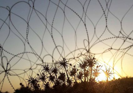 اعتداءات المستوطنين تتفاقم في موسم الزيتون