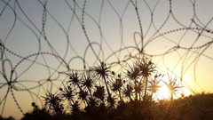اعتداءات المستوطنين تتفاقم في موسم الزيتون