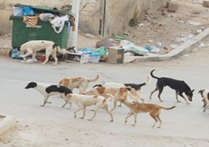 فراحتة: حملة للقضاء على الكلاب الضالة ستبدأ مساء اليوم