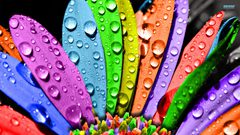 مصممة جرافكس