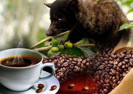 براز قطط بـ(80) دولارًا