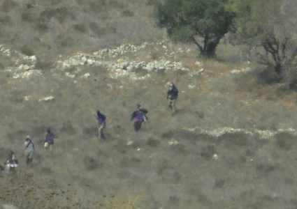 عصابة تعتدي على قاطفي الزيتون بكفر قليل (فيديو)