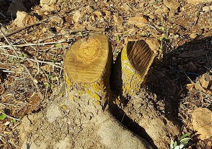 مستوطنون يعتدون على مزارعي قرية الجانية(صور+فيديو)