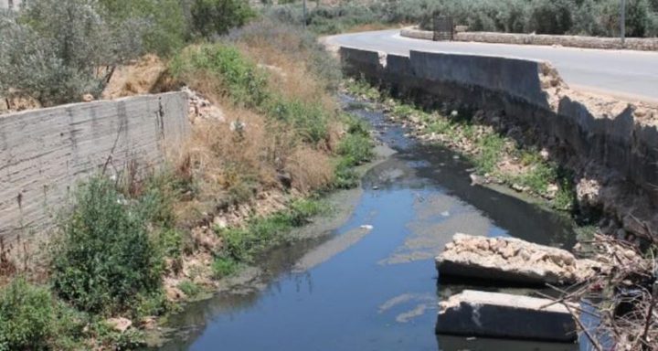 مجاري مستوطنة "اريئيل" تلوث حقول الزيتون في سلفيت