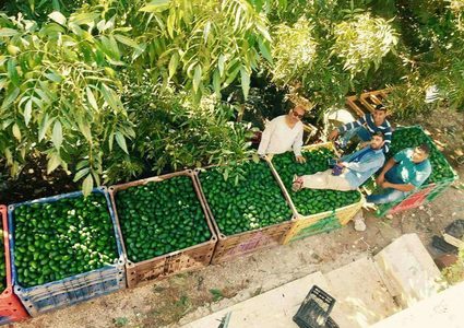 في قلقيلية.. الحبة الخضراء سارقة الأنظار