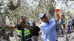 يوم لقطف الزيتون في "جينصافوط" (صور)